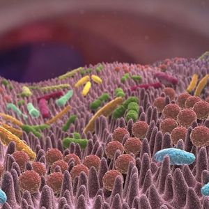 Une perturbation du microbiote intestinal (flore intestinale)